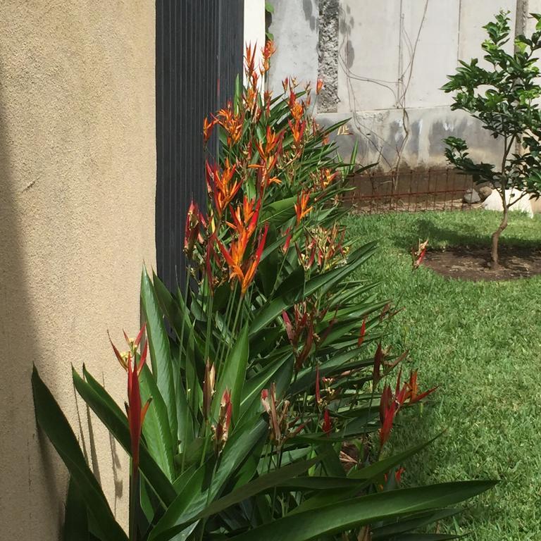Bed and Breakfast Airport Rio Segundo Studio Alajuela Exterior foto